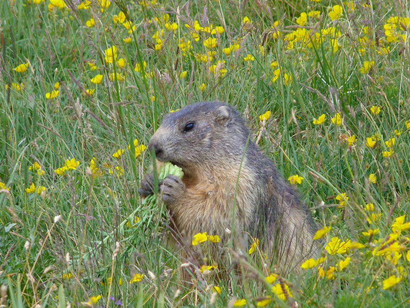 Nos amis les marmottes