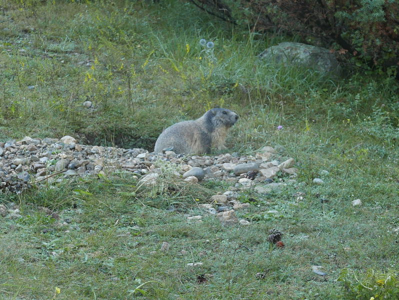 18 août 2018 - Balade sur le sentier des marmottes