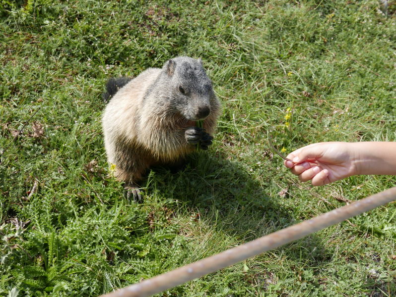 18 août 2018 - Balade sur le sentier des marmottes