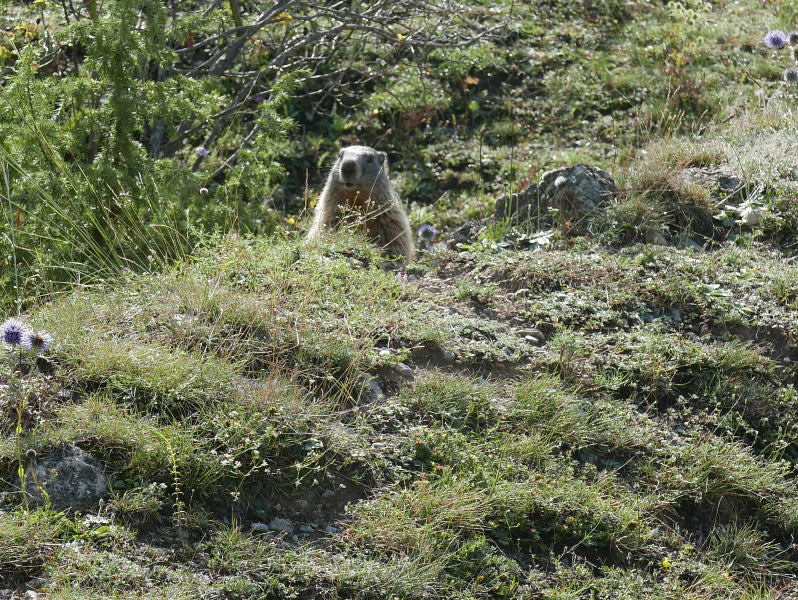 18 août 2018 - Balade sur le sentier des marmottes