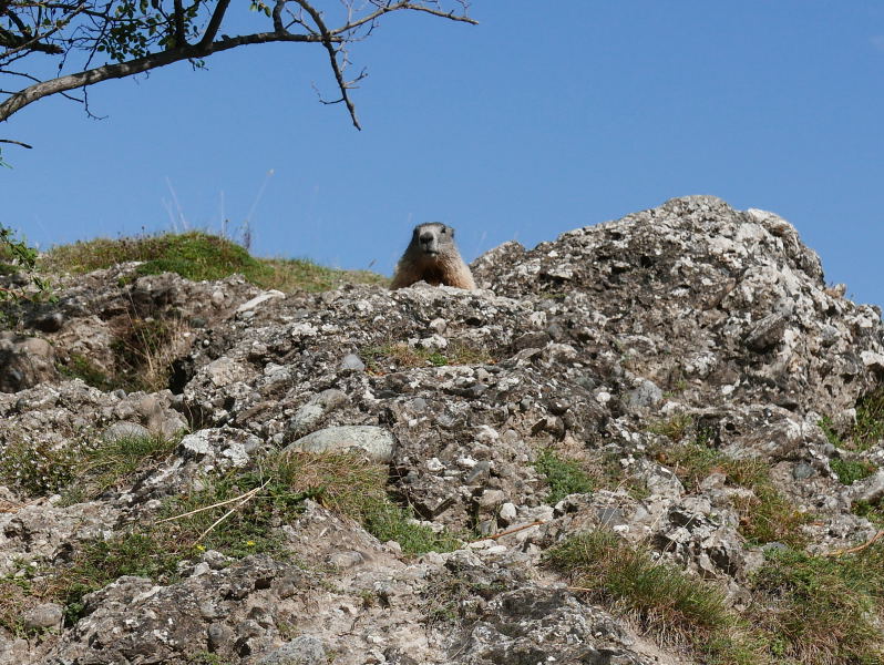 18 août 2018 - Balade sur le sentier des marmottes