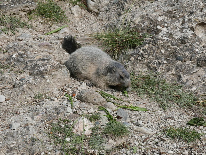 18 août 2018 - Balade sur le sentier des marmottes