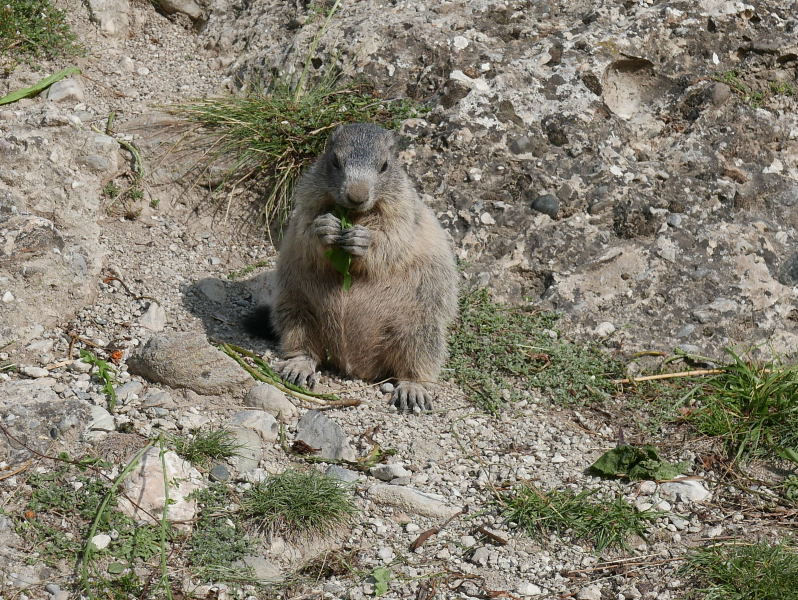 18 août 2018 - Balade sur le sentier des marmottes