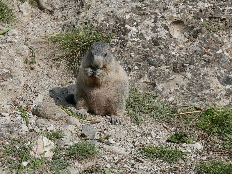 18 août 2018 - Balade sur le sentier des marmottes