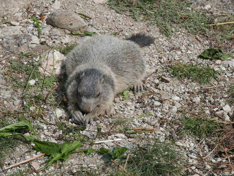 18 août 2018 - Balade sur le sentier des marmottes