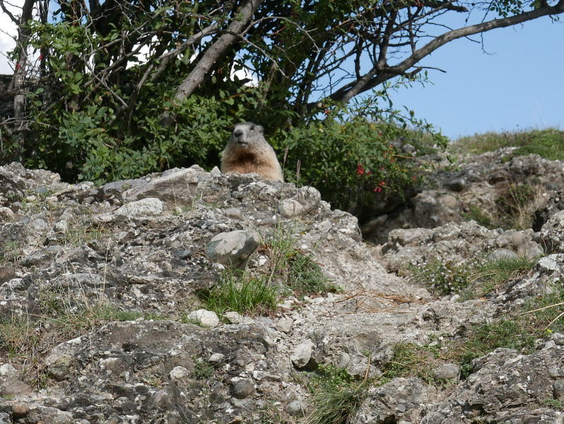 18 août 2018 - Balade sur le sentier des marmottes