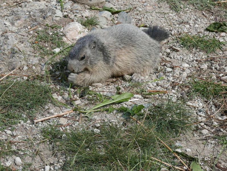 18 août 2018 - Balade sur le sentier des marmottes