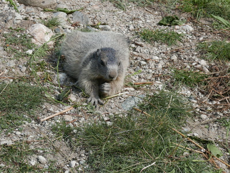 18 août 2018 - Balade sur le sentier des marmottes