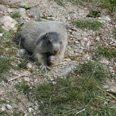 2018 - Balade estivale sur le sentier des marmottes