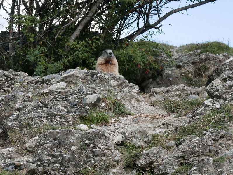 18 août 2018 - Balade sur le sentier des marmottes