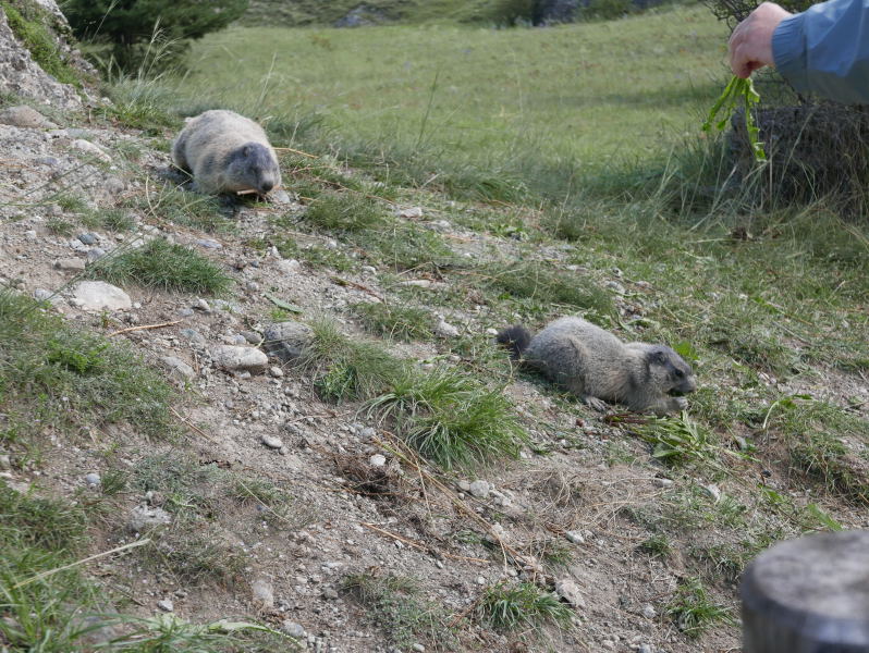 18 août 2018 - Balade sur le sentier des marmottes