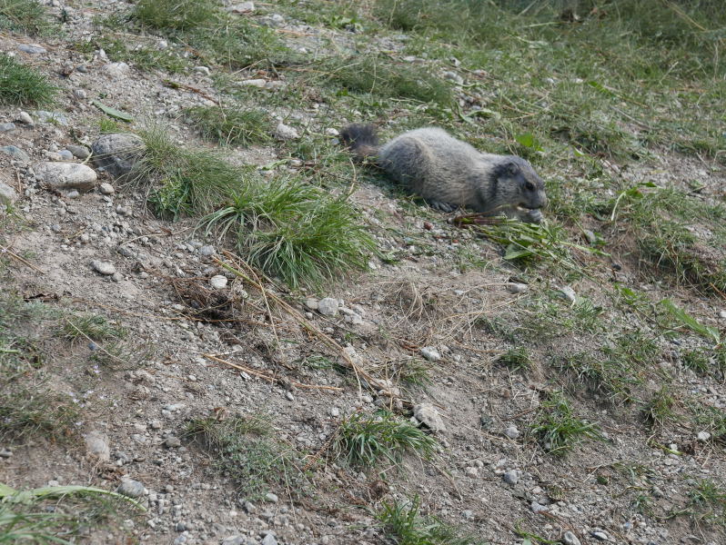 18 août 2018 - Balade sur le sentier des marmottes