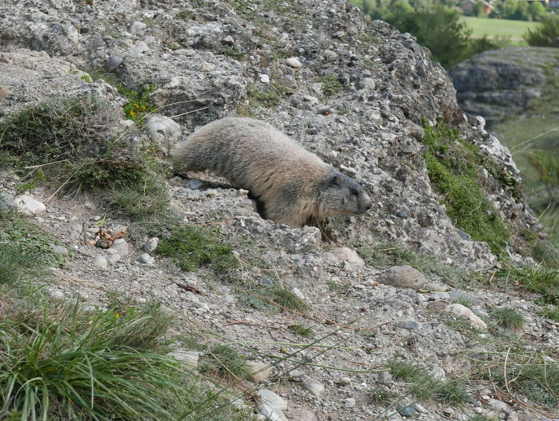 18 août 2018 - Balade sur le sentier des marmottes