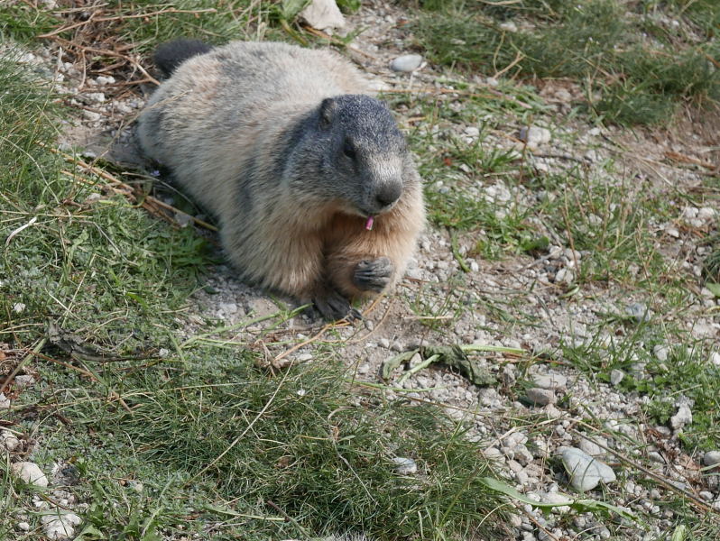 18 août 2018 - Balade sur le sentier des marmottes