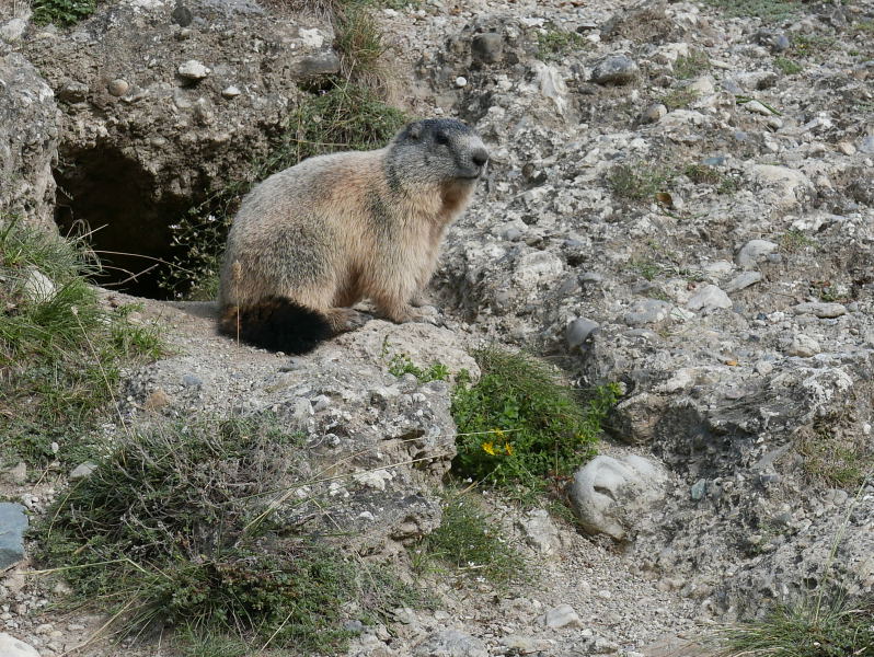 18 août 2018 - Balade sur le sentier des marmottes