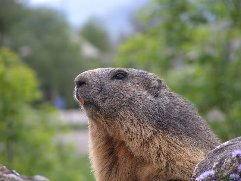 	 Nos amis les marmottes