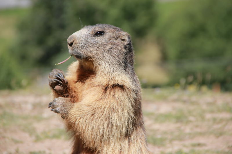 Nos amis les marmottes