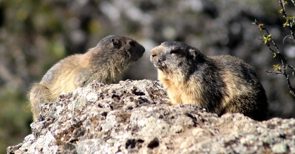 Marmottes avril 2019