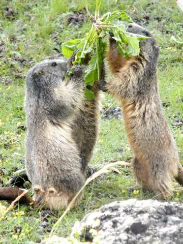 	 Nos amis les marmottes