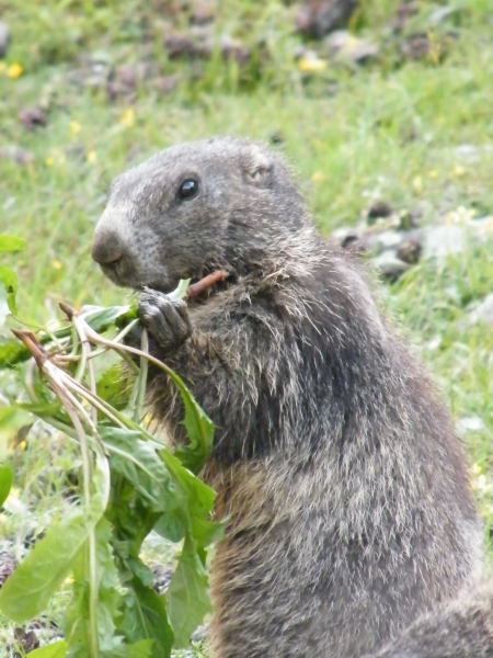 	 Nos amis les marmottes