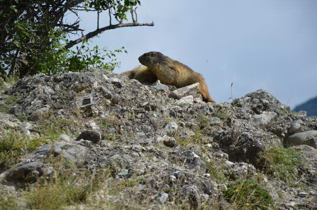 	 Nos amis les marmottes