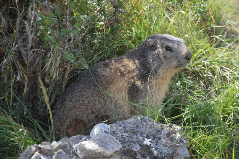 	 Nos amis les marmottes