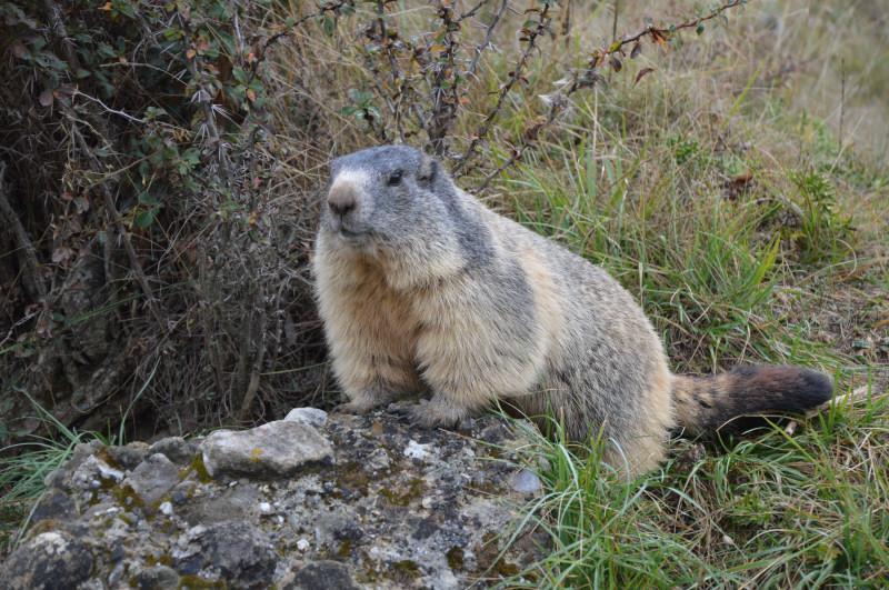 Nos amis les marmottes