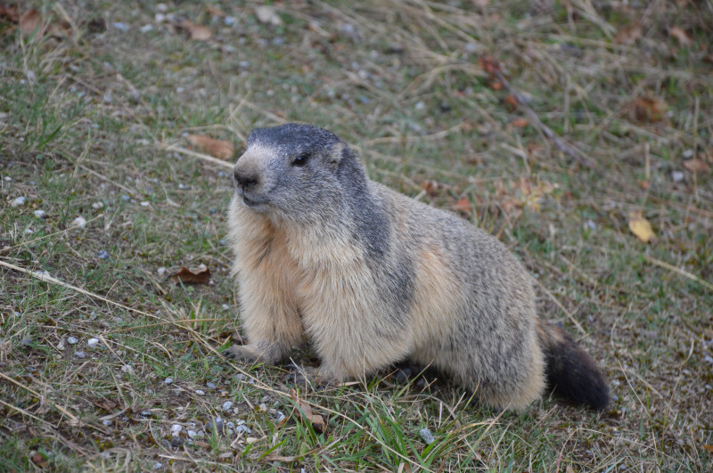 Nos amis les marmottes