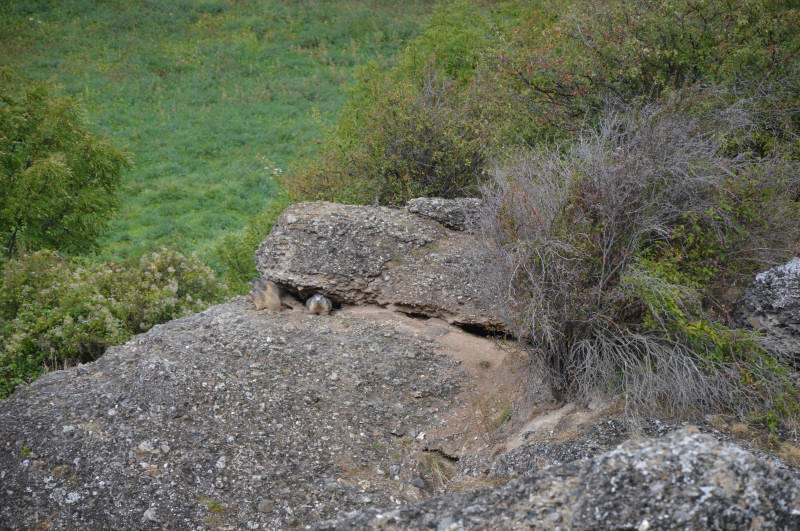 Nos amis les marmottes