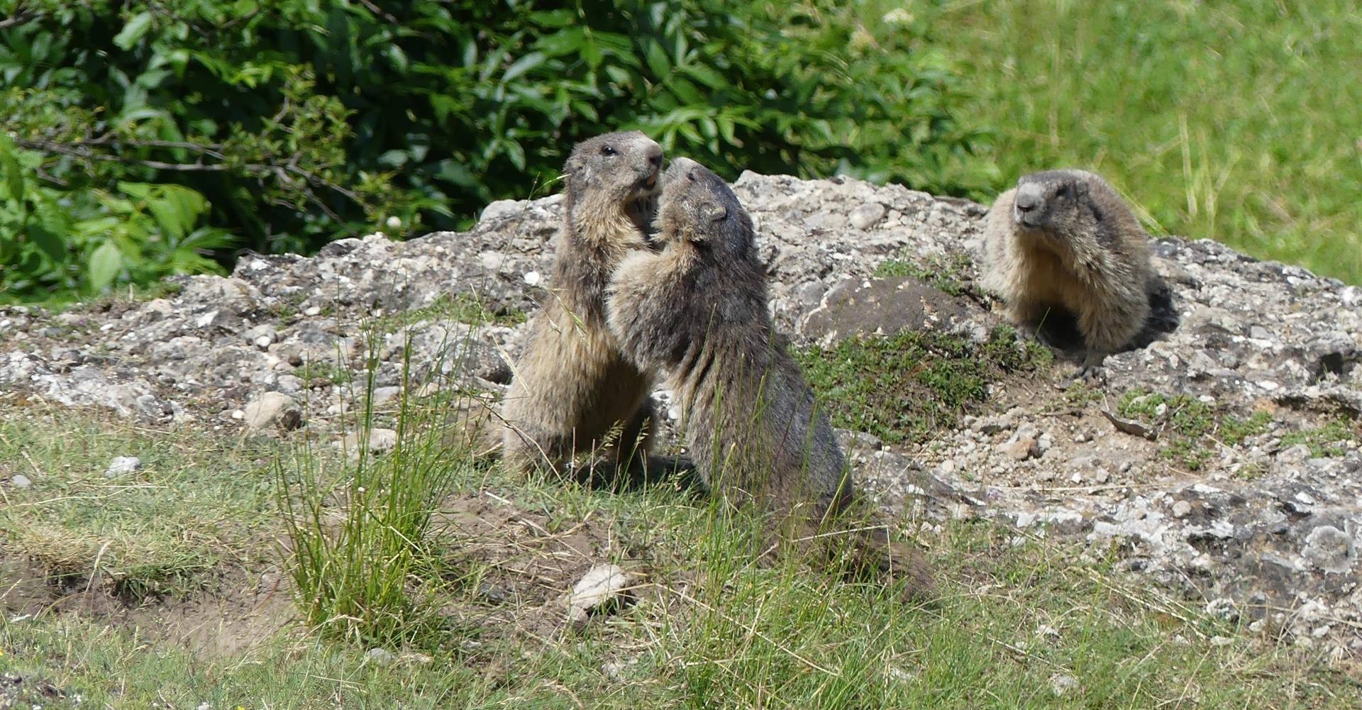 Marmottes qui jouent
