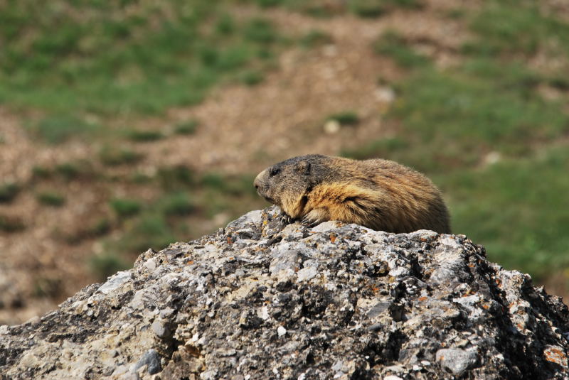 Nos amis les marmottes