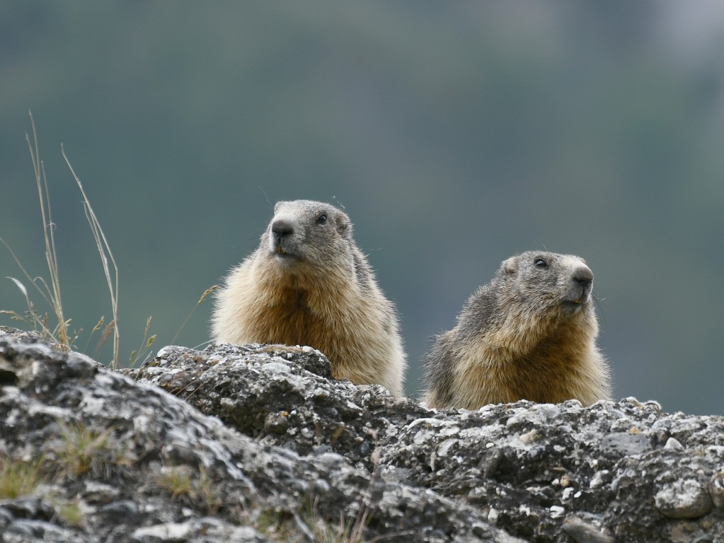 Marmottes photographiées le 12 juin 2020 sur le site d'Eygliers par Christian Millet