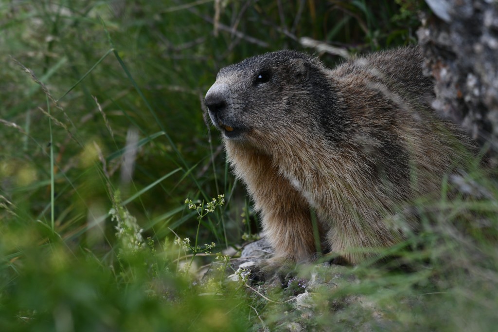 Marmotte photographiée le 12 juin 2020 sur le site d'Eygliers par Christian Millet