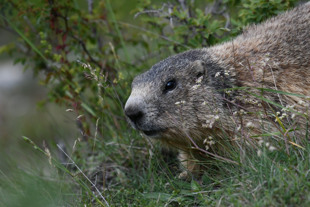 Marmotte photographiée le 12 juin 2020 sur le site d'Eygliers par Christian Millet