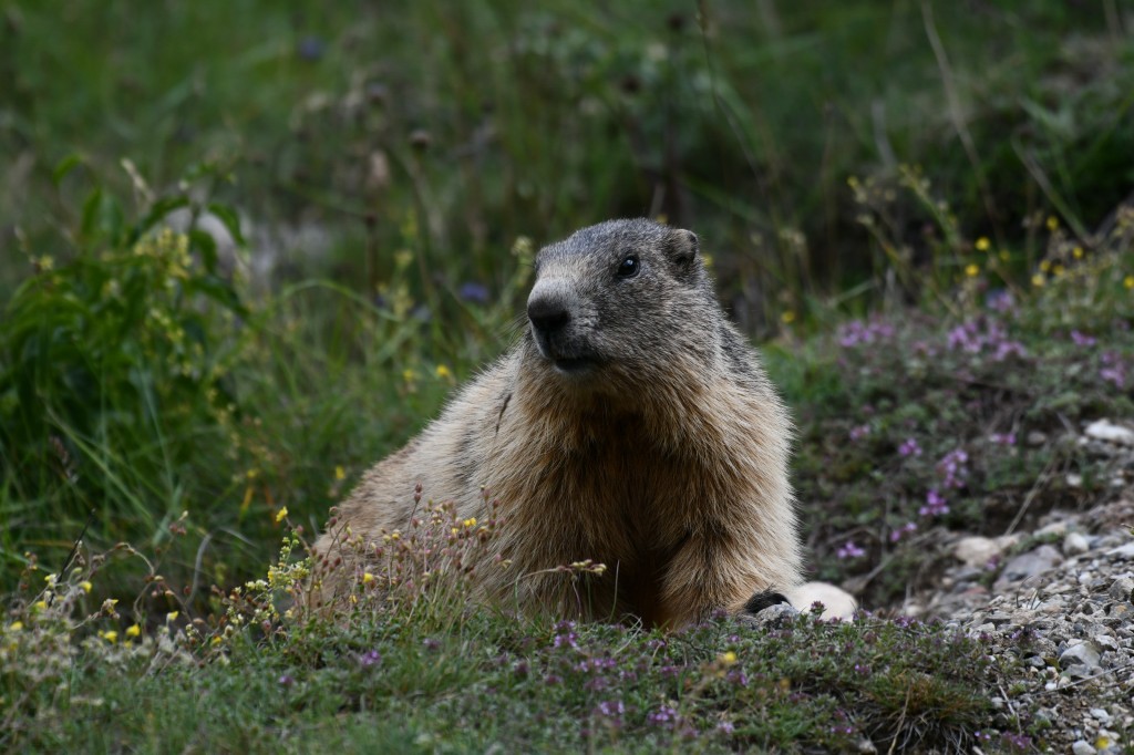 Marmotte photographiée le 12 juin 2020 sur le site d'Eygliers par Christian Millet