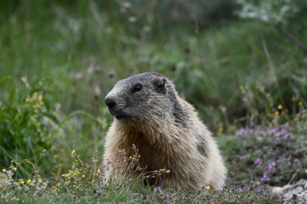 Marmotte photographiée le 12 juin 2020 sur le site d'Eygliers par Christian Millet