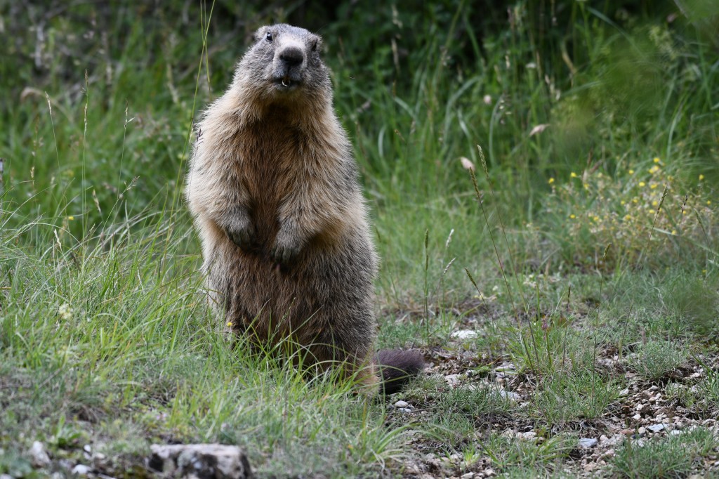 Marmotte photographiée le 12 juin 2020 sur le site d'Eygliers par Christian Millet