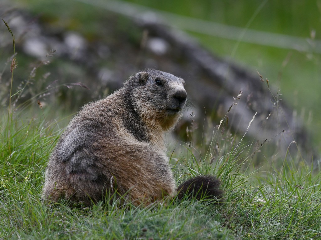 Marmotte photographiée le 12 juin 2020 sur le site d'Eygliers par Christian Millet