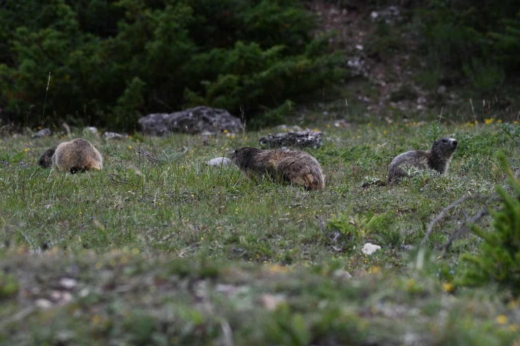 Marmotte photographiée le 12 juin 2020 sur le site d'Eygliers par Christian Millet