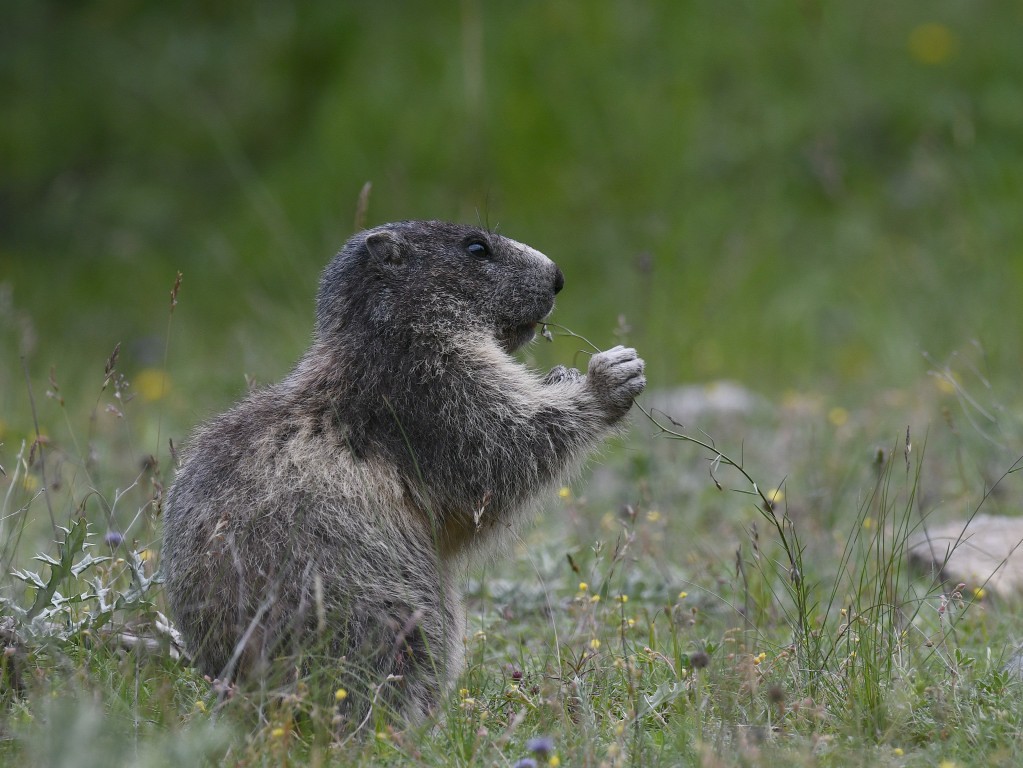 Marmotte photographiée le 12 juin 2020 sur le site d'Eygliers par Christian Millet