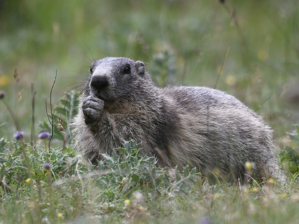 Marmotte photographiée le 12 juin 2020 sur le site d'Eygliers par Christian Millet