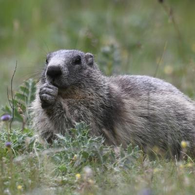 Nos amis les marmottes