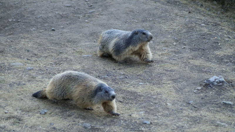 Nos amis les marmottes