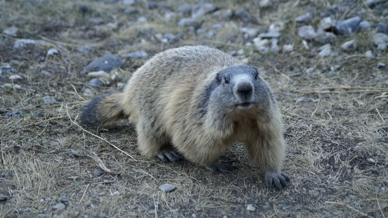 Nos amis les marmottes