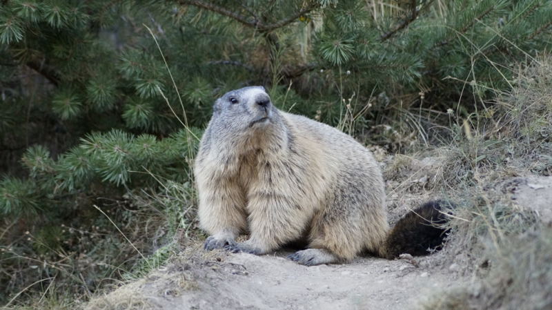 Nos amis les marmottes