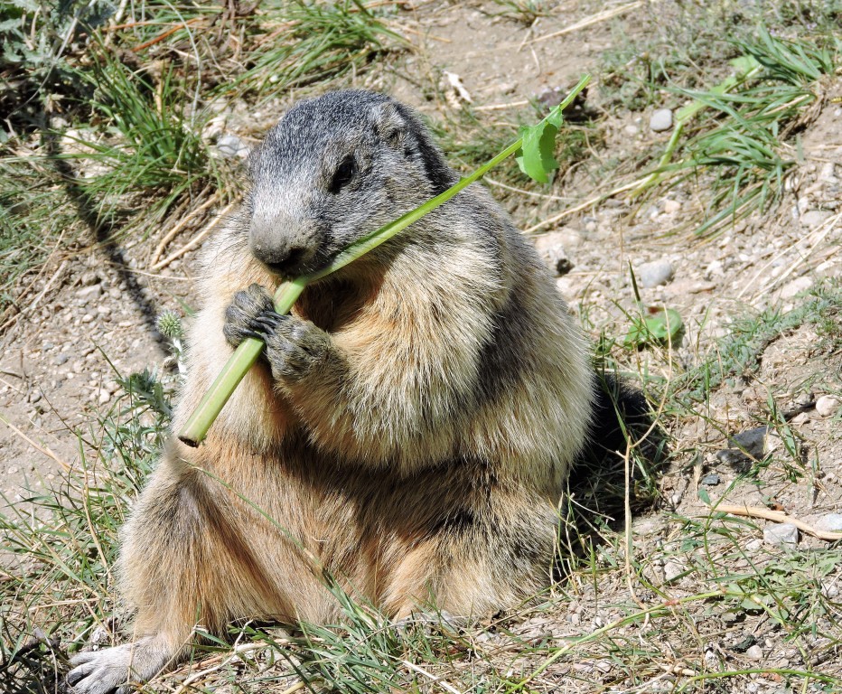 Nos amis les marmottes