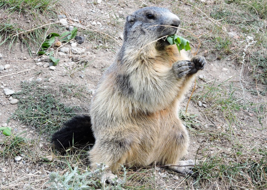 Nos amis les marmottes