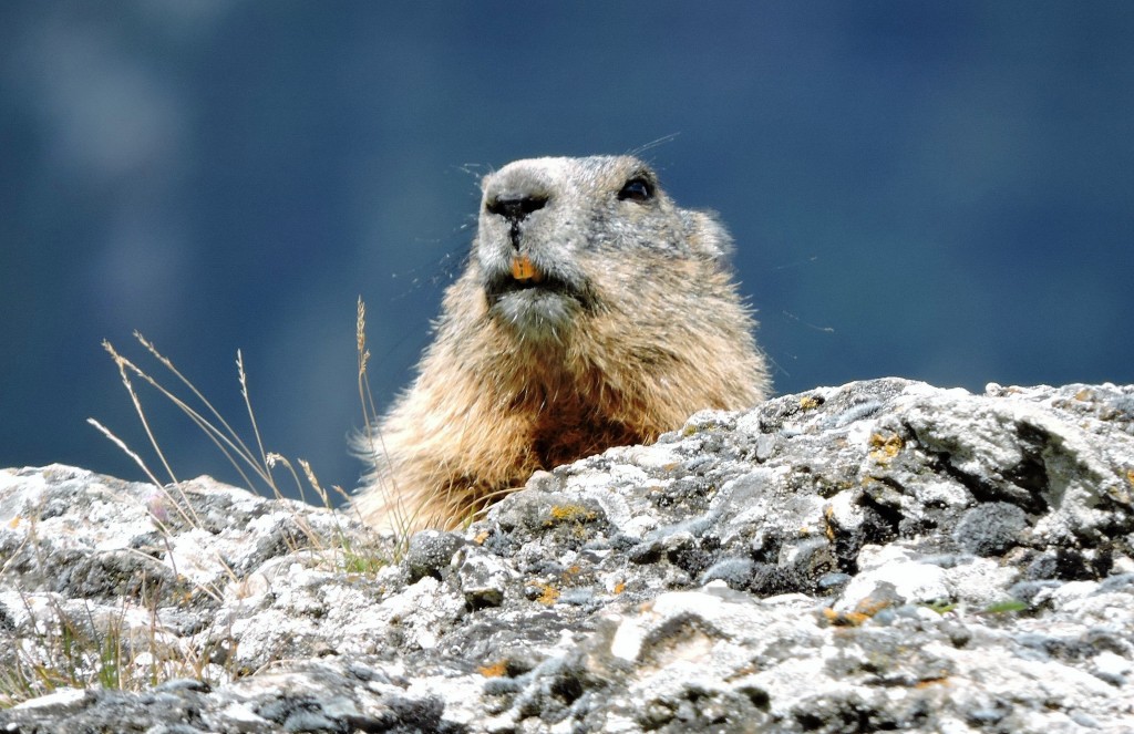 Nos amis les marmottes