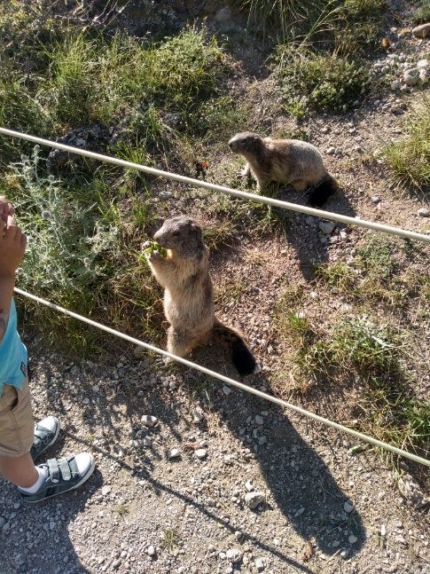 Marmottes et l'enfant