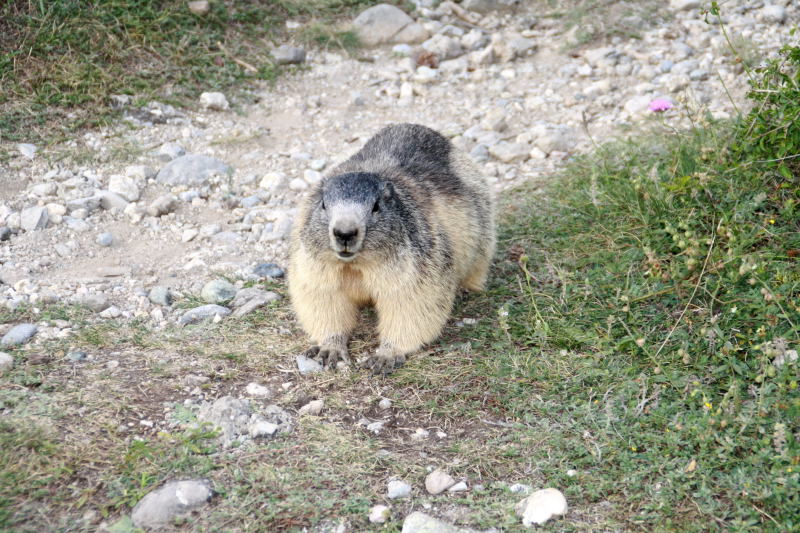 	 Nos amis les marmottes